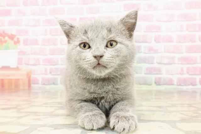 埼玉県のシャルトリュー (Coo&RIKUアニマルケアセンター大宮/2025年5月15日生まれ/女の子/ブルー)の子猫の1枚目の画像