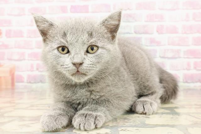 埼玉県のシャルトリュー (Coo&RIKUアニマルケアセンター大宮/2025年5月15日生まれ/女の子/ブルー)の子猫の2枚目の画像