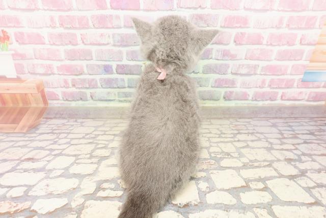 埼玉県のシャルトリュー (Coo&RIKUアニマルケアセンター大宮/2025年5月15日生まれ/女の子/ブルー)の子猫の4枚目の画像