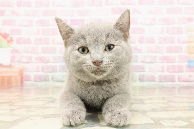 埼玉県のシャルトリュー (Coo&RIKUアニマルケアセンター大宮/2025年5月14日生まれ/男の子/ブルー)の子猫の1枚目の画像
