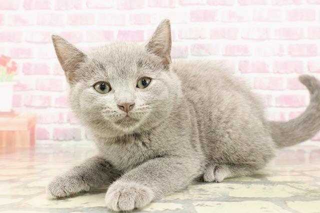 埼玉県のシャルトリュー (Coo&RIKUアニマルケアセンター大宮/2025年5月14日生まれ/男の子/ブルー)の子猫の2枚目の画像