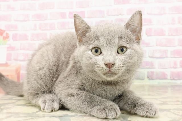埼玉県のシャルトリュー (Coo&RIKUアニマルケアセンター大宮/2025年5月14日生まれ/男の子/ブルー)の子猫の3枚目の画像