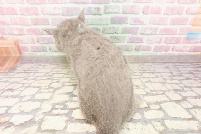 埼玉県のシャルトリュー (Coo&RIKUアニマルケアセンター大宮/2025年5月14日生まれ/男の子/ブルー)の子猫の4枚目の画像