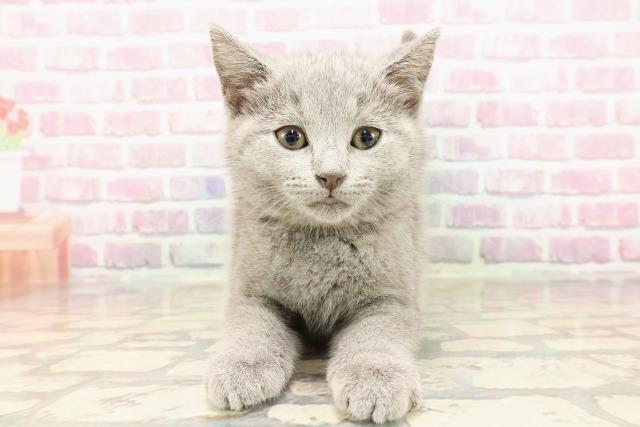 北海道のシャルトリュー (Coo&RIKU旭川店/2025年5月14日生まれ/女の子/ブルー)の子猫の1枚目の画像
