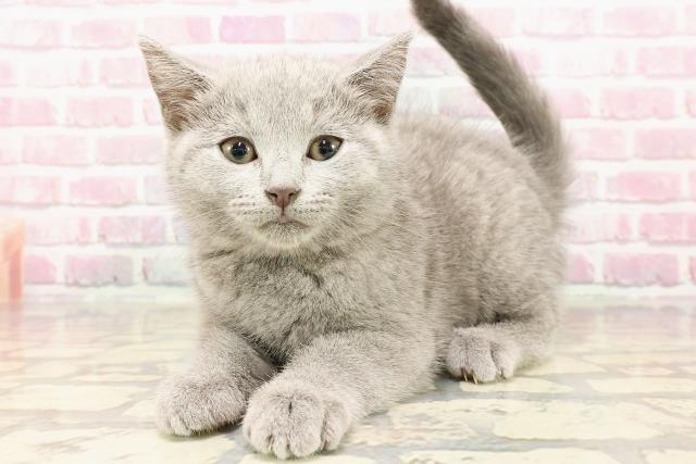 北海道のシャルトリュー (Coo&RIKU旭川店/2025年5月14日生まれ/女の子/ブルー)の子猫の2枚目の画像