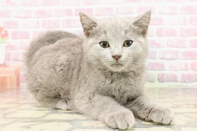 北海道のシャルトリュー (Coo&RIKU旭川店/2025年5月14日生まれ/女の子/ブルー)の子猫の3枚目の画像