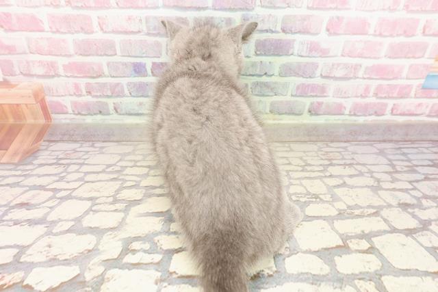 北海道のシャルトリュー (Coo&RIKU旭川店/2025年5月14日生まれ/女の子/ブルー)の子猫の4枚目の画像