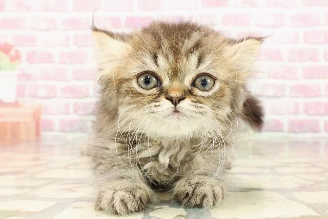 エキゾチック