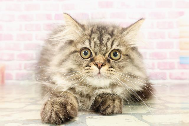 東京都のミヌエット (Coo&RIKU府中店/2025年4月25日生まれ/男の子/ブラウンタビー)の子猫の1枚目の画像