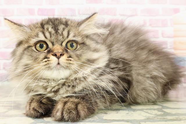 東京都のミヌエット (Coo&RIKU府中店/2025年4月25日生まれ/男の子/ブラウンタビー)の子猫の2枚目の画像