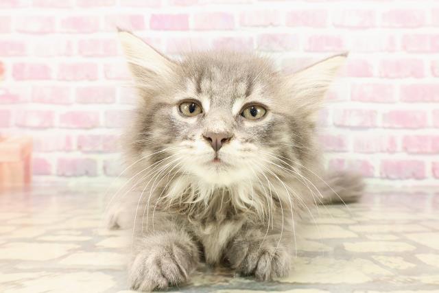 ノルウェージャン・フォレストキャット
