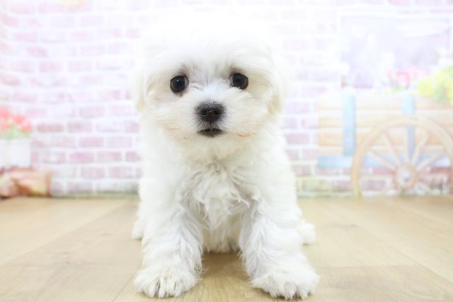 栃木県のマルチーズ (Coo&RIKU宇都宮店/2025年5月12日生まれ/女の子/ホワイト)の子犬の1枚目の画像