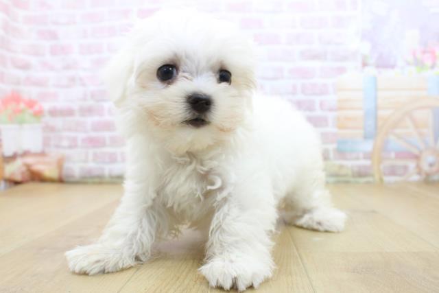栃木県のマルチーズ (Coo&RIKU宇都宮店/2025年5月12日生まれ/女の子/ホワイト)の子犬の2枚目の画像