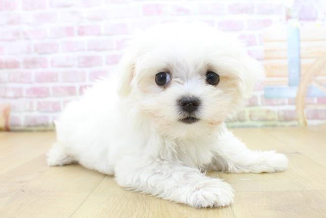 栃木県のマルチーズ (Coo&RIKU宇都宮店/2025年5月12日生まれ/女の子/ホワイト)の子犬の3枚目の画像