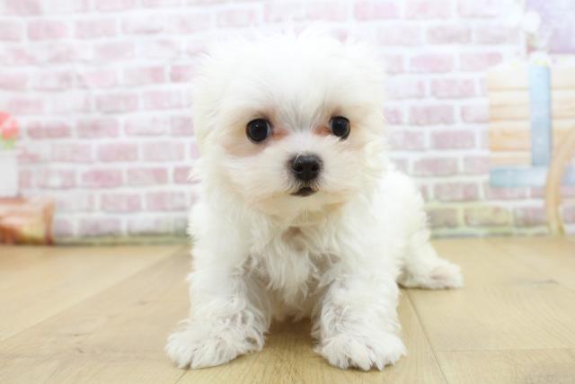 群馬県のマルチーズ (Coo&RIKU前橋店/2025年5月12日生まれ/女の子/ホワイト)の子犬