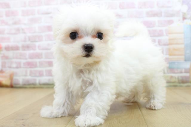 群馬県のマルチーズ (Coo&RIKU前橋店/2025年5月12日生まれ/女の子/ホワイト)の子犬の2枚目の画像