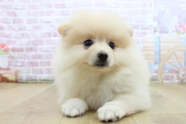 青森県のポメラニアン (Coo&RIKU八戸店/2025年5月14日生まれ/男の子/クリーム)の子犬の1枚目の画像