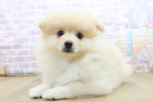 青森県のポメラニアン (Coo&RIKU八戸店/2025年5月14日生まれ/男の子/クリーム)の子犬の2枚目の画像