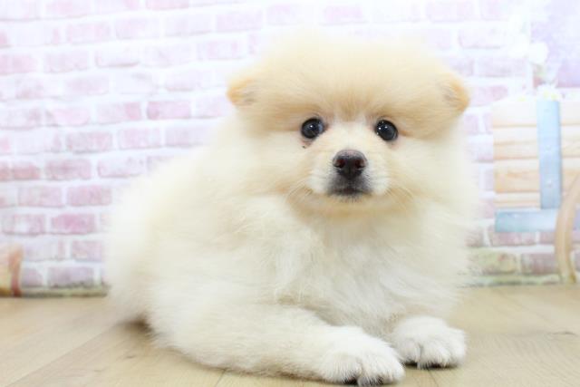 青森県のポメラニアン (Coo&RIKU八戸店/2025年5月14日生まれ/男の子/クリーム)の子犬の3枚目の画像