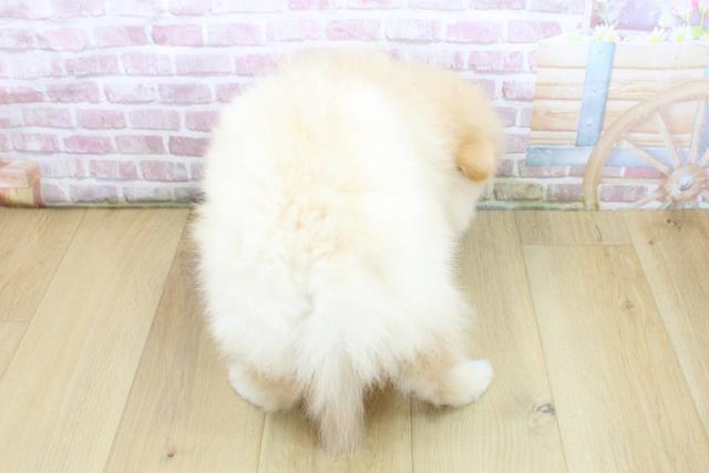 青森県のポメラニアン (Coo&RIKU八戸店/2025年5月14日生まれ/男の子/クリーム)の子犬の4枚目の画像