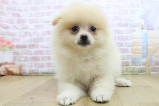 福島県のポメラニアン (Coo&RIKU福島店/2025年5月14日生まれ/女の子/クリーム)の子犬の1枚目の画像