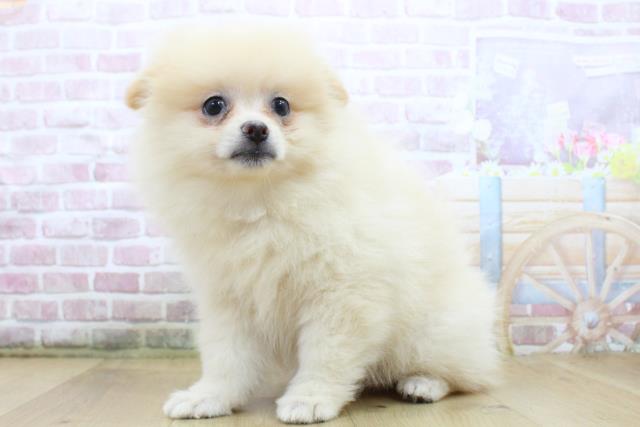 福島県のポメラニアン (Coo&RIKU福島店/2025年5月14日生まれ/女の子/クリーム)の子犬の2枚目の画像