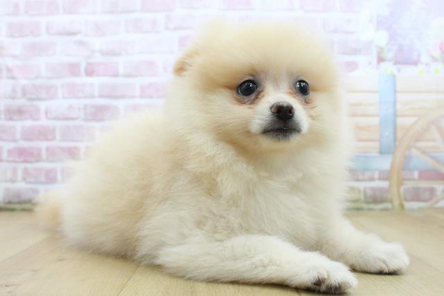 福島県のポメラニアン (Coo&RIKU福島店/2025年5月14日生まれ/女の子/クリーム)の子犬の3枚目の画像
