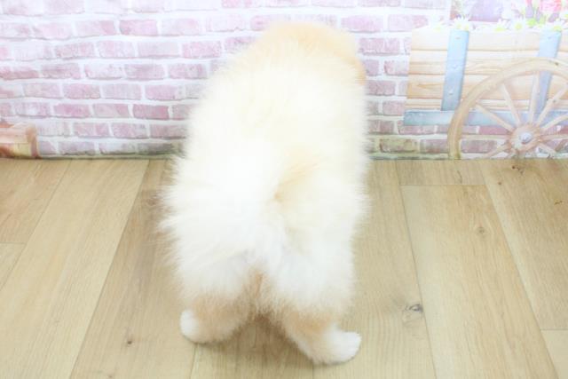福島県のポメラニアン (Coo&RIKU福島店/2025年5月14日生まれ/女の子/クリーム)の子犬の4枚目の画像