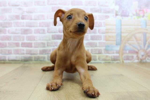 群馬県のミニチュアピンシャー (Coo&RIKU前橋店/2025年5月17日生まれ/女の子/レッド)の子犬