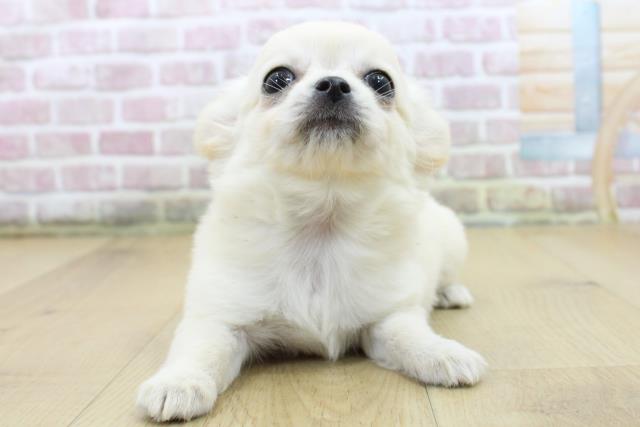 福島県のチワワ(ロング) (Coo&RIKU福島店/2025年5月17日生まれ/女の子/クリーム)の子犬の1枚目の画像