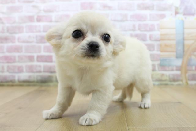 福島県のチワワ(ロング) (Coo&RIKU福島店/2025年5月17日生まれ/女の子/クリーム)の子犬の2枚目の画像