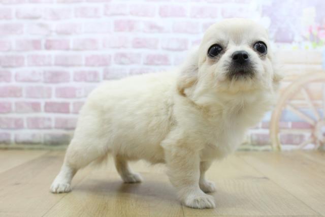 福島県のチワワ(ロング) (Coo&RIKU福島店/2025年5月17日生まれ/女の子/クリーム)の子犬の3枚目の画像