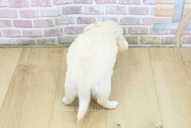 福島県のチワワ(ロング) (Coo&RIKU福島店/2025年5月17日生まれ/女の子/クリーム)の子犬の4枚目の画像
