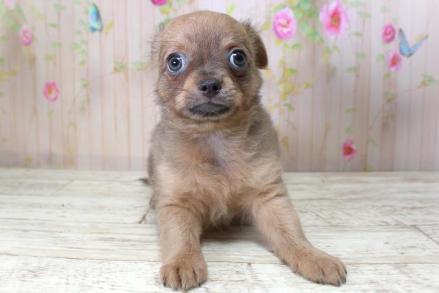 北海道のチワワ(ロング) (Coo&RIKU帯広店/2025年5月12日生まれ/男の子/フォーン)の子犬の1枚目の画像