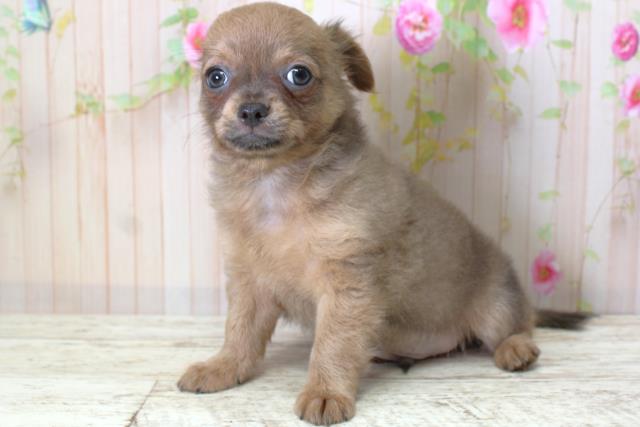 北海道のチワワ(ロング) (Coo&RIKU帯広店/2025年5月12日生まれ/男の子/フォーン)の子犬の2枚目の画像