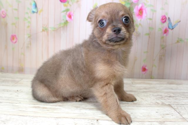 北海道のチワワ(ロング) (Coo&RIKU帯広店/2025年5月12日生まれ/男の子/フォーン)の子犬の3枚目の画像