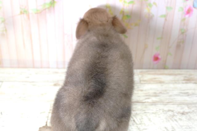 北海道のチワワ(ロング) (Coo&RIKU帯広店/2025年5月12日生まれ/男の子/フォーン)の子犬の4枚目の画像