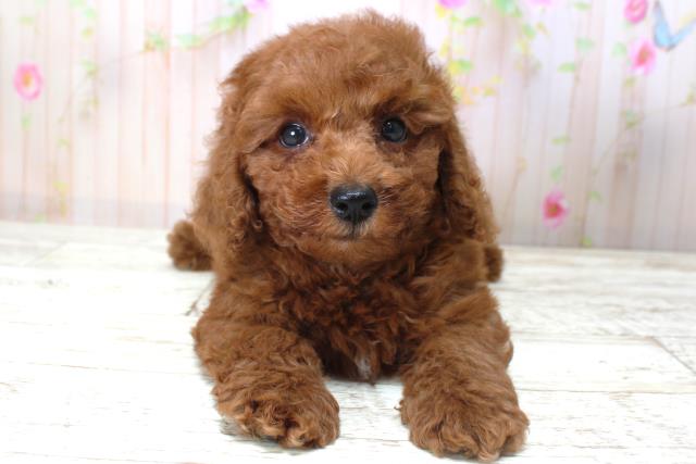 北海道のトイプードル(トイ) (Coo&RIKU帯広店/2025年5月17日生まれ/男の子/レッド)の子犬の1枚目の画像
