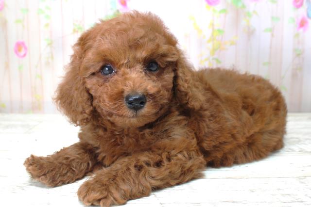 北海道のトイプードル(トイ) (Coo&RIKU帯広店/2025年5月17日生まれ/男の子/レッド)の子犬の2枚目の画像