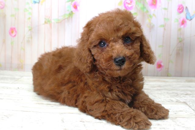 北海道のトイプードル(トイ) (Coo&RIKU帯広店/2025年5月17日生まれ/男の子/レッド)の子犬の3枚目の画像