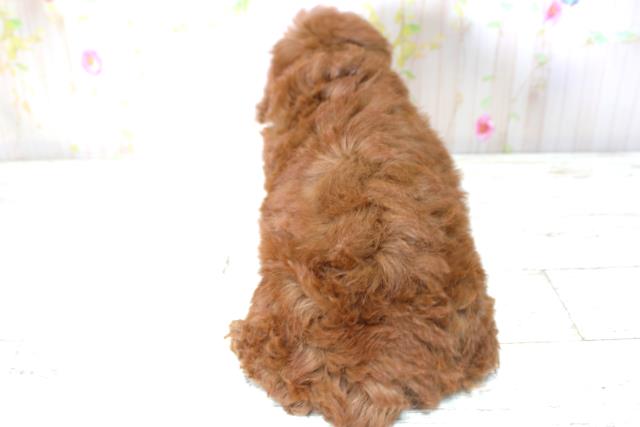 北海道のトイプードル(トイ) (Coo&RIKU帯広店/2025年5月17日生まれ/男の子/レッド)の子犬の4枚目の画像