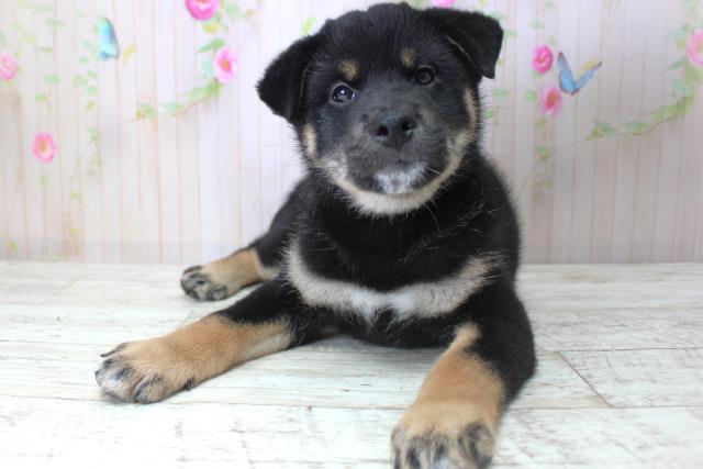 柴犬