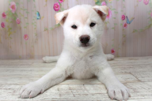 柴犬