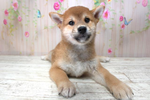 柴犬