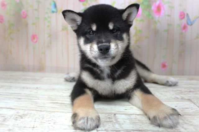 柴犬