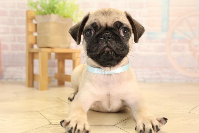 愛知県のパグ (Coo&RIKU瀬港線守山店/2025年5月16日生まれ/男の子/フォーン)の子犬の1枚目の画像