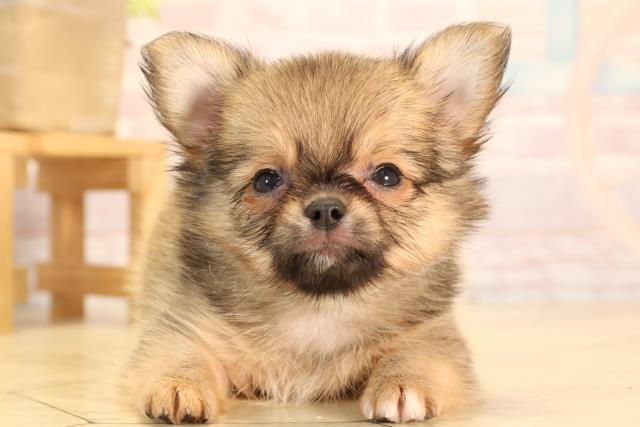 岐阜県のチワワ(ロング) (Coo&RIKU各務原店/2025年5月18日生まれ/男の子/レッド)の子犬の1枚目の画像