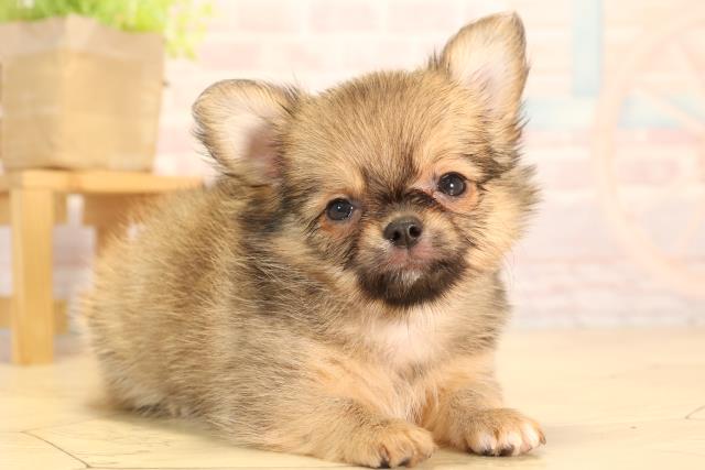 岐阜県のチワワ(ロング) (Coo&RIKU各務原店/2025年5月18日生まれ/男の子/レッド)の子犬の2枚目の画像