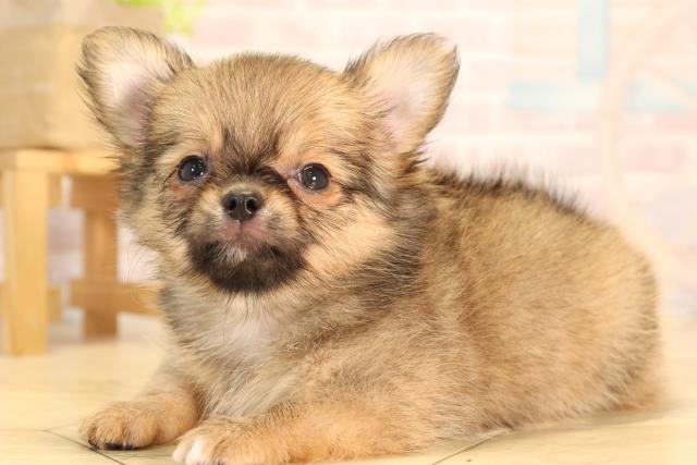 岐阜県のチワワ(ロング) (Coo&RIKU各務原店/2025年5月18日生まれ/男の子/レッド)の子犬の3枚目の画像