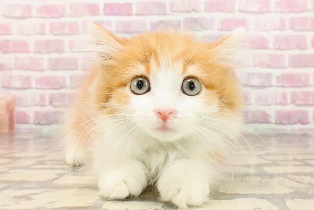 埼玉県のマンチカン (Coo&RIKUアニマルケアセンター大宮/2025年5月18日生まれ/男の子/レッドタビーホワイト)の子猫